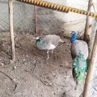 طاووس هندی|پرنده|قائم‌شهر, |دیوار