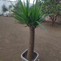 گل یوکا|گل و گیاه طبیعی|بابلسر, |دیوار