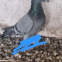 بالاخواف|پرنده|سلامی, |دیوار