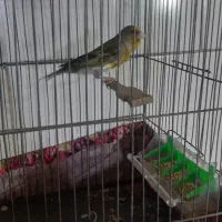 سهره قناری نر عتیقه قرص شلاقی