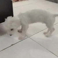 سگ یک و نیم میلیون با وسایل تخفیف دارد|سگ|شوشتر, |دیوار