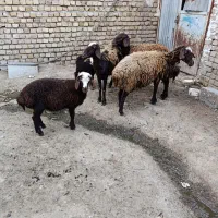 دوراس‌شیشک‌‌با‌بره