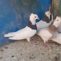 کبوتر طوقی|پرنده|شهرضا, |دیوار