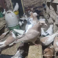 جوجه بغدادی جوجه تک|پرنده|میان جلگه, |دیوار