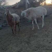 شیشک قوچ چینی درشت و هیکل|حیوانات مزرعه|تربت جام, جامی|دیوار