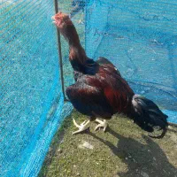 خروس لاری اصیل 8 ماهه