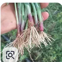 کارگر پیاز کاری وهمه کارهای کشاورزی