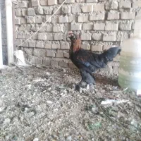 جوجه مرغ و خروس|حیوانات مزرعه|گنبد کاووس, |دیوار