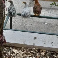 جوجه