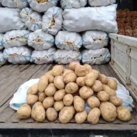 انبار بزرگ برای سیب زمینی