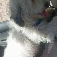 سگ شیتزو|سگ|بهارستان, |دیوار