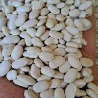 لوبیا چیتی و سفید خمین ارگانیک و خوشپخت|خوردنی و آشامیدنی|کاشان, فاز ۱ ناجی آباد|دیوار