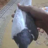 کفتر چپ|پرنده|سراوان, |دیوار