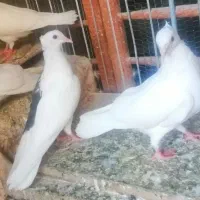 کبوتر سفید مهر کاکولی سالار و یه کت کاکلی|پرنده|فردیس, شهرک ناز|دیوار