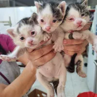 واگذاری گربه|گربه|اندیشه, اندیشه فاز ۵|دیوار