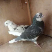 کفترپرشی|پرنده|تهران, یاخجی آباد|دیوار