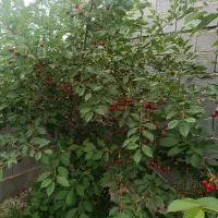 ویلا باغ صوفیان نعمت الله|فروش خانه و ویلا|صوفیان, |دیوار