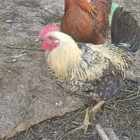 خروس درشت و جوان