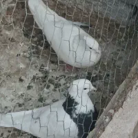 با سلام ، جفت نر و ماده ، جوان و سر حال