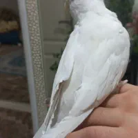 عروس هنلدی آلبینیو چشم شرابی|پرنده|لنگرود, |دیوار