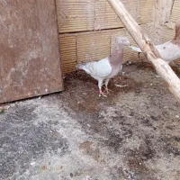 کفتر سارهماکاکلی سار سرور نروسینه نروماده زرد مشگی