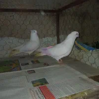 کبوتر پرشی|پرنده|ایجرود, |دیوار