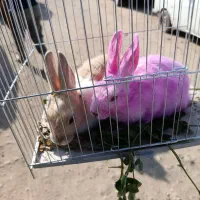 دوشان خرگوش