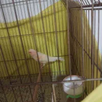 قناری رد فکتور نر یک و نیم ساله