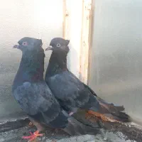 کبوتر سبز کاکلی و سفید