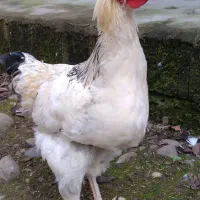 غاز،مرغ و خروس،اردک اسرائیلی|حیوانات مزرعه|سنگر, |دیوار