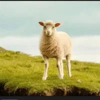 قصاب کشتار بره گاو