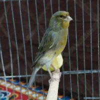 قناری نر مست مست|پرنده|کارون, |دیوار