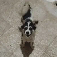 سگ پاکوتاه نر