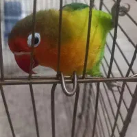 طوطی برزیلی ماده