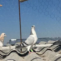 کبوتر|پرنده|بوئین زهرا, |دیوار