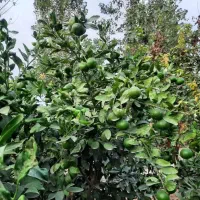 نارنگی ژاپنی درشت ویکدست