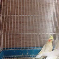 عروس هلندی سیامون|پرنده|مشهد, اقبال|دیوار