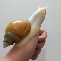 حلزون آچاتینا ۱۸ سانتی متر