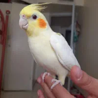 عروس هلندی|پرنده|تهران, امام زاده عبدالله|دیوار