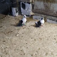 نرو ماده پشتی بردار|پرنده|شیراز, شهرک پردیس|دیوار