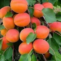 بزرگترین نهالستان(واقع در شمال غرب کشور)|خدمات باغبانی و درختکاری|بروجرد, |دیوار