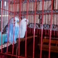 مرغ عشق مولد