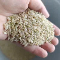 برنج چمپه