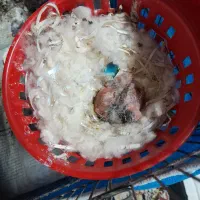 قناری جفت با جوجه|پرنده|رشت, منظریه|دیوار