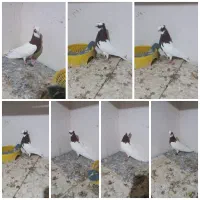 کبوتر طوقی