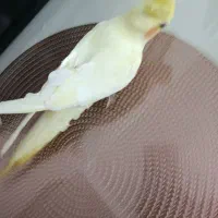 طوطی رام سخن گو|پرنده|محمدیه-قزوین, |دیوار