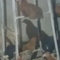 مرغ محلی