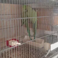 عروس هلندی مولد تک ماد کفتر نر ماد