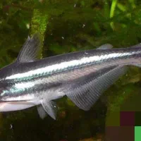 فروش ماهی اسکار و پنگوسی|ماهی|خرم بید, |دیوار