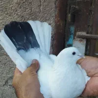 کفتر سوقدیم